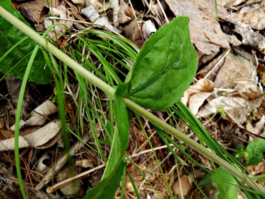 {Penstemon brevisepalus}